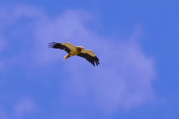 This file photo taken on September 12, 2024 shows an Egyptian vulture (Neophron percnopterus) flying over Gjirokaster, Albania. (AFP)