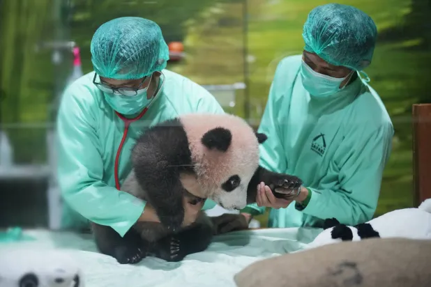 Veterinarians treat Satrio Wiratama, nicknamed "Rio," the first giant panda cub born in Indonesia, during a media preview at Indonesia Safari Park in Bogor, West Java, Indonesia, Friday, May 15, 2026. (AP Photo/Achmad Ibrahim)