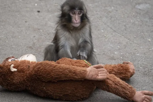 Tourists have flocked to the Ichikawa City Zoo to see the macaque named Punch, who was abandoned by his mother shortly after his birth. Yuichi YAMAZAKI / AFP
