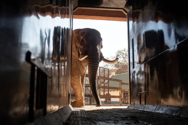 FILE - Charley, an ageing four-ton African elephant, is trained to enter a transport container, on Aug. 9, 2024 at the Pretoria, South Africa's, National Zoological Gardens. (AP Photo, File)