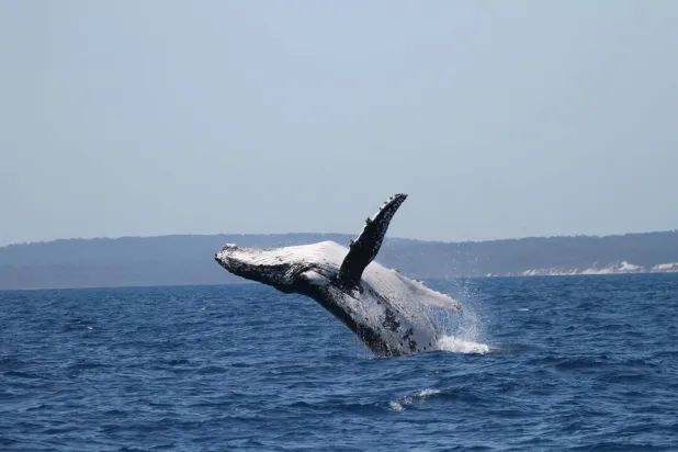 This photo provided by the Pacific Whale Foundation in May 2026, shows a humpback whale breaching off the coast of Australia. (Pacific Whale Foundation via AP)