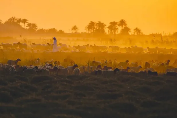 An Iraqi shepherd leads a flock of sheep at sunset in the town of Mishkhab, south of Najaf, Iraq. (AFP) 