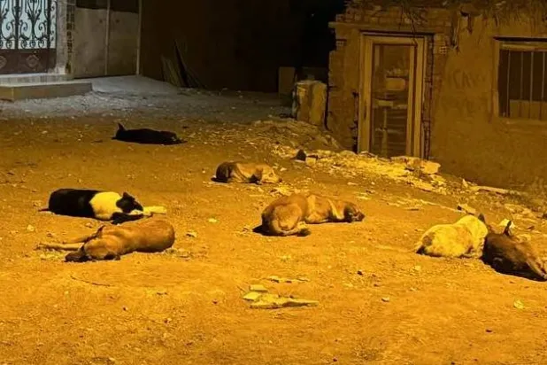 عدد كبير من الكلاب الشاردة في أحد شوارع قرى محافظة الشرقية (تصوير: عبد الفتاح فرج)