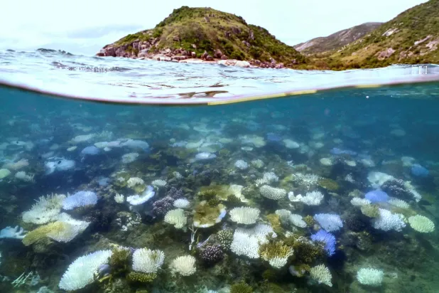 (FILES) This underwater photo taken on April 5, 2024, shows bleached and dead coral around Lizard Island on the Great Barrier Reef, located 270 kilometres (167 miles) north of the city of Cairns. (Photo by DAVID GRAY / AFP) 