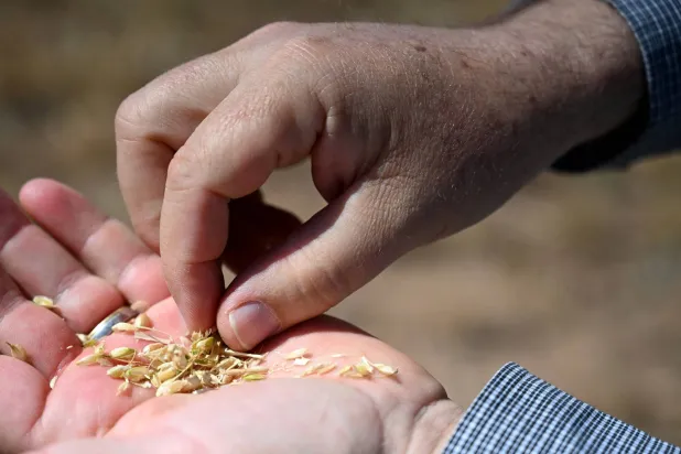 A man shows grain in his wheat product on this family's land in Tulia, Texas, US, May 13, 2026. REUTERS/Annie Rice