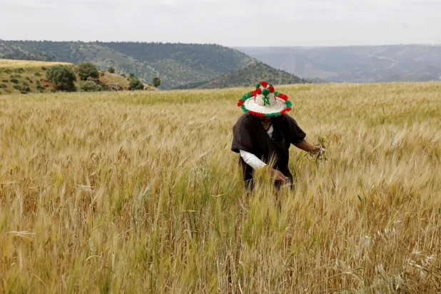 A farmer works in his wheat field in the Sebt Meghchouch region of Morocco, on April 28, 2026. (Photo by Abdel Majid BZIOUAT / AFP)