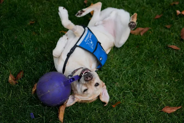 Cincinnati Children's Hospital facility dog Grover plays in the grassy facility dog play area at Cincinnati Children's Hospital in Cincinnati, Monday, May 4, 2026. (AP Photo/Carolyn Kaster)