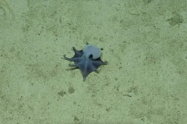 An undated handout picture released on May 22, 2026 by the Charles Darwin Foundation shows a newly discovered blue pygmy octopus off the Galapagos Islands. (Charles Darwin Foundation / AFP)  