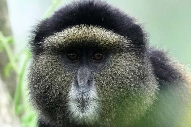 A golden monkey is seen in Volcanoes National Park in Kinigi, Rwanda, Thursday, March 19, 2026. (AP) 