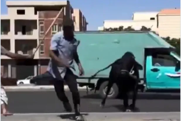 أحد فيديوهات «العجول الهربانة» (إكس)