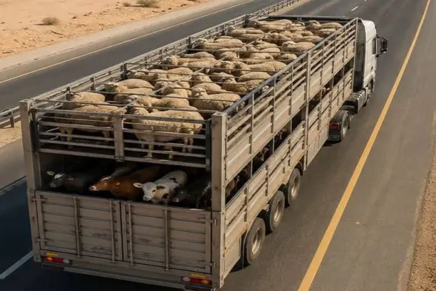 صورة متداولة لشاحنة أغنام صفحة مستشار الحلال وتربية الأغنام