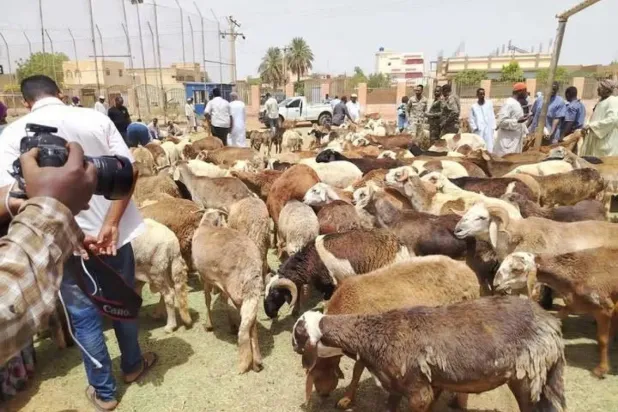 Sacrificial sheep at a livestock market in Khartoum, where demand remains weak (SUNA)