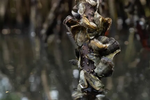 A general view of oysters on the roots of mangroves at Number Two River in Freetown on April 13, 2026. (AFP)