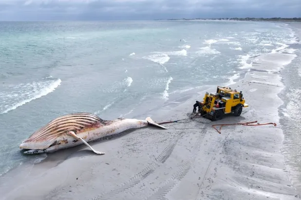 30 May 2026, Denmark, Anholt: The dead whale is being pulled ashore on the Danish island of Anholt. (dpa)