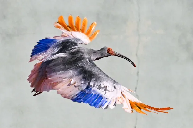  A crested Ibis marked with painted wings flies as it was released into wild during an event in Hakui, Japan, Sunday, May 31, 2026. (Kazushi Kurihara/Kyodo News via AP) 