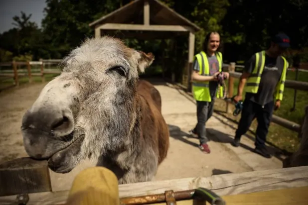  Patients with mental health conditions participate in a therapy session involving donkeys at a psychiatric hospital in Neuilly-sur-Marne, in the eastern suburbs of Paris, Friday, May 29, 2026. (AP) 