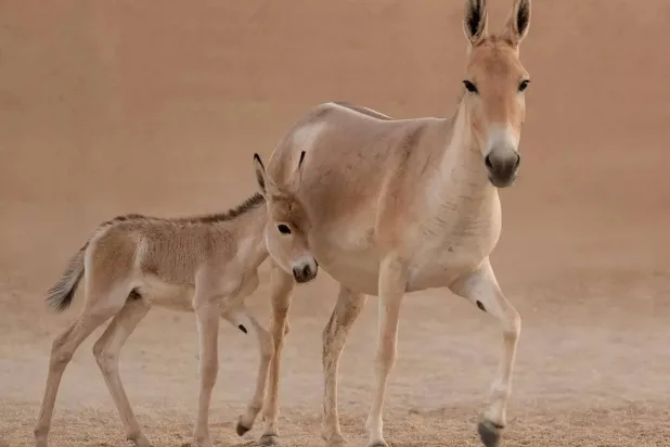 تسجيل ولادة أول مُهر للحمار البري الآسيوي على أرض المملكة منذ أكثر من 100 عام (واس)