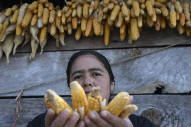 As the drought spreads and forecasts for the El Nino phenomenon grow increasingly bleak, a fear of hunger grips the residents of the Indigenous village of Cunen in northern Guatemala. Johan ORDONEZ / AFP
