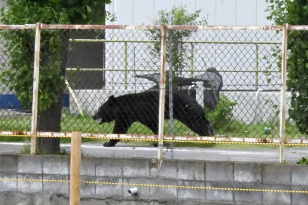 A bear walks on the premises of an office in Fukushima, Japan, Tuesday, June 2, 2026. (Kyodo News via AP)
