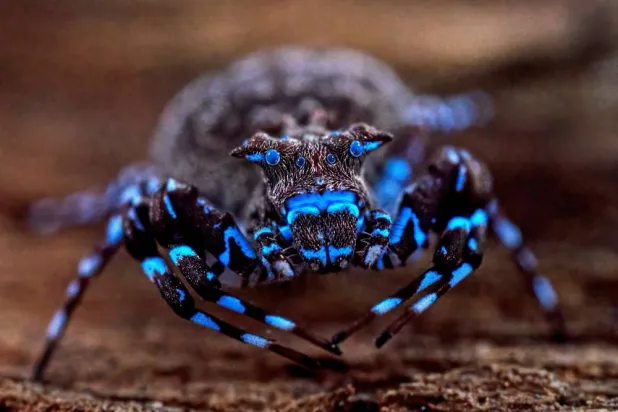 A crowned crab spider that fluoresces under UV light, discovered during a scientific expedition to Angola's remote Lisima plateau, is pictured in this handout image obtained by Reuters on June 3, 2026. (The Wilderness Project/Handout via Reuters) 