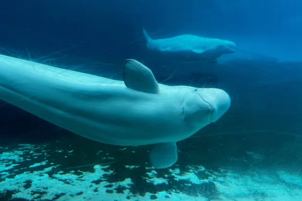 FILE - Beluga whales swim in a tank at Marineland amusement park in Niagara Falls, Ontario, Canada, June 9, 2023. (Chris Young/The Canadian Press via AP, File)