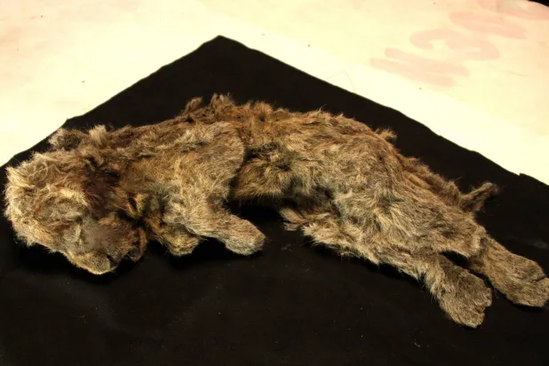 The remains of a frozen female cave lion cub named Sparta, about 32,000 years old and recovered in northeastern Siberia, are pictured in Yakutsk, Russia, in this photograph from 2018, obtained on June 3, 2026. Love Dalen/Handout via REUTERS