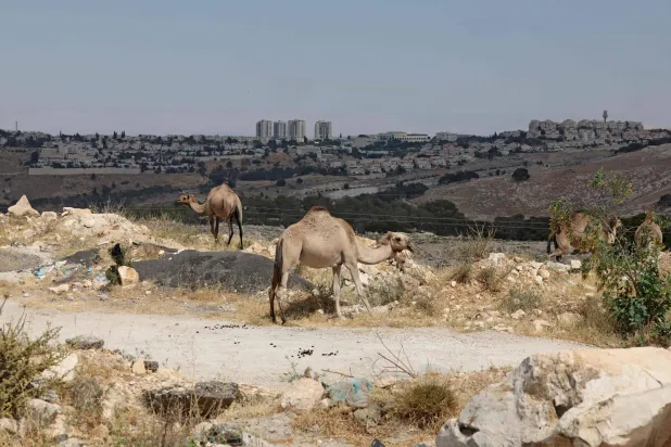 A photograph taken from a land corridor that Israel plans to use for its controversial E1 settlement project, near the Arab town of al-Tur in Israel-annexed east Jerusalem, shows camels belonging to Bedouins gathered on a hill overlooking the Israeli settlement of Maale Adumim (background) on May 31, 2026. (Photo by AHMAD GHARABLI / AFP)