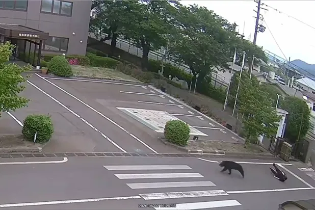 This image made from the security camera footage provided by the Fukushima Steel Works, shows a bear, center, running after attacking a person, right, on its premises in Fukushima, Japan, Tuesday, June 2, 2026. (FUKUSHIMA STEEL WORKS  via AP)