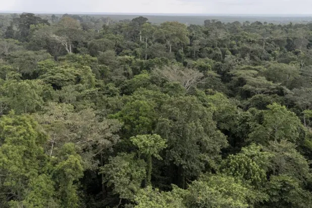 Only 40 elephants are thought to live in Nigeria's Okomu forest, as their population has collapsed across the country. John OKUNYOMIH / AFP
