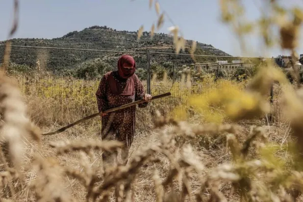Palestinians are rushing to gather in their crops against a backdrop of violence from Israeli settlers. Zain JAAFAR / AFP
