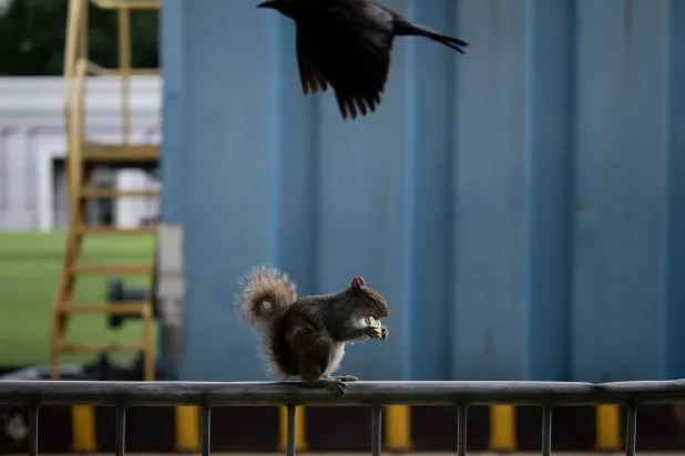 A squirrel eats on a barrier closing off the National Mall on June 8, 2026 in Washington, DC. (Photo by Brendan Smialowski / AFP)
