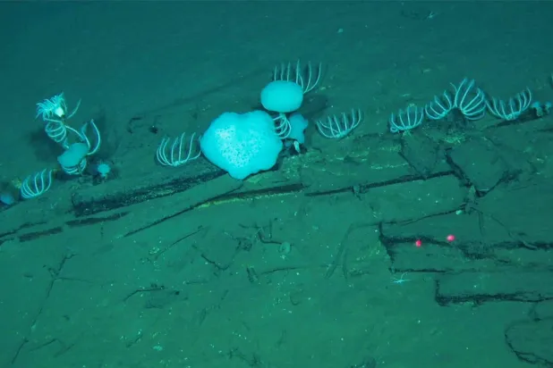 This handout photograph taken by Global TREnD, IDSSE, seven kilometers under the sea on the deep seafloor of the Diamantina Zone in the Indian Ocean in 2023 and released on June 10, 2026, shows whale bones at the world's biggest known whale graveyard discovered by the Chinese submersible Fendouzhe. (Handout / Global TREnD, IDSSE / AFP)