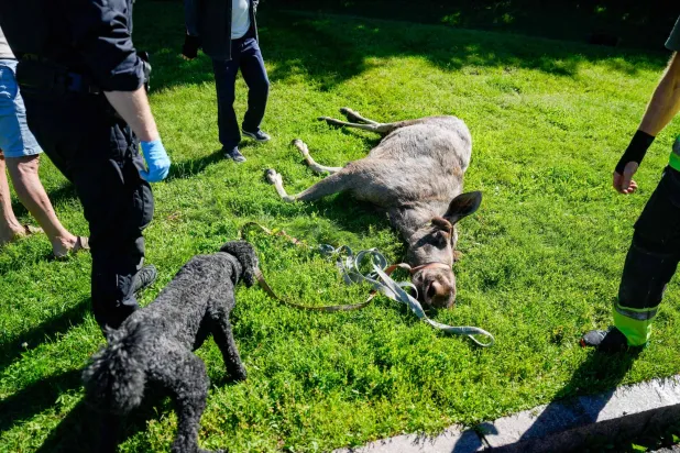 People and personell from the wildlife board mill around a dead moose that had strayed into Majorstuen,a inner city area in Oslo, Norway on, June 11, 2026. (Photo by Javad Parsa / NTB / AFP)