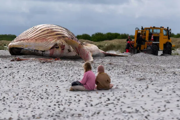 FILED - 30 May 2026, Denmark, Anholt: Two people sit in the sand near the carcass of "Timmy," a famous humpback whale washed ashore on the Danish island of Anholt. Photo: Marcus Golejewski/dpa