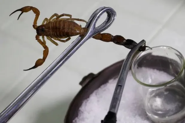 A worker extracts venom from a scorpion to produce homeopathic medicine Vidatox at LABIOFAM, the Cuban state manufacturer of medicinal and personal hygienic products, in Cienfuegos, Cuba, December 3, 2018. REUTERS/Stringer