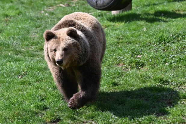 FILED - 27 March 2025, Baden-Württemberg, Cleebronn: FILE PHOTO - A brown bear is photographed in an enclosure at the Tripsdrill Wildlife Paradise. Photo: dpa