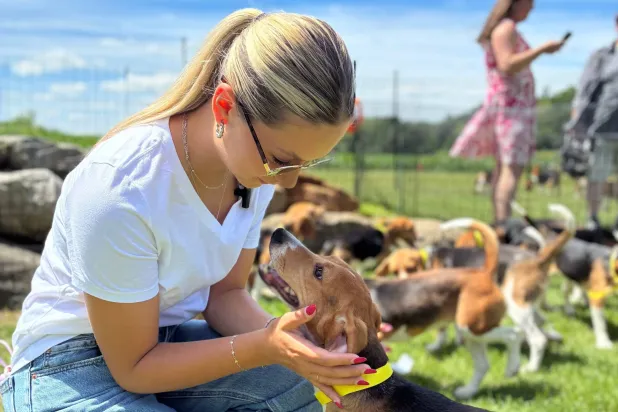 A woman pets one of the beagles transferred from Ridglan Farms on Monday, June 15, 2026, in Marshall, Wis. (Big Dog Ranch Rescue via AP)