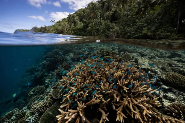 FILE PHOTO: Fish swim at a coral reef inside a 'Rahui' or restricted area in Teahupo'o, Tahiti, French Polynesia, August 4, 2024.  REUTERS/Carlos Barria/File Photo