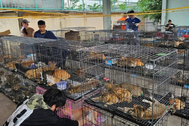This handout picture taken on June 15, 2026 and released on June 16 by Humane World for Animals Vietnam shows people looking at cats seized by police at a facility in Ho Chi Minh City. (Handout / Humane World for Animals Vietnam / AFP)