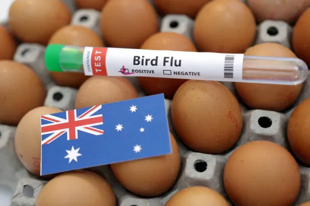 FILE PHOTO: A test tube labelled "Bird Flu," eggs and a piece of paper in the colors of the Australian national flag are seen in this picture illustration, January 14, 2023. REUTERS/Dado Ruvic/Illustration/File Photo