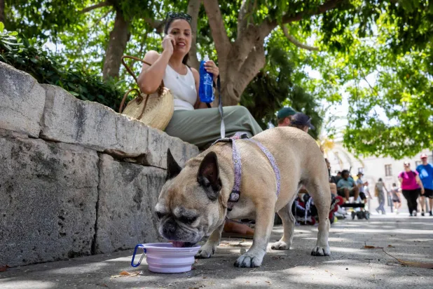 A dog drinks water in Palma de Mallorca on June 20, 2026, on the eve of the start of the first official heatwave of this summer. (Photo by Jaime REINA / AFP)