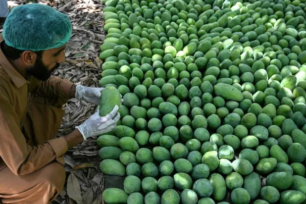 This photograph taken on June 4, 2026 shows a worker checking the quality of mangoes at an orchard in Hyderabad City, in Pakistan's Sindh province. (AFP) 