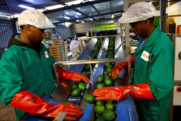  Workers sort avocados for export to Chinese markets, at the Sunripe fresh fruits exporters factory in Limuru district of Kiambu County near Nairobi, Kenya June 4, 2026. (Reuters)