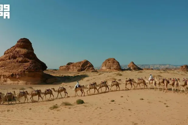In Saudi Arabia, the relationship with camels extends beyond traditional heritage to form an integral part of national identity and collective memory. (SPA)