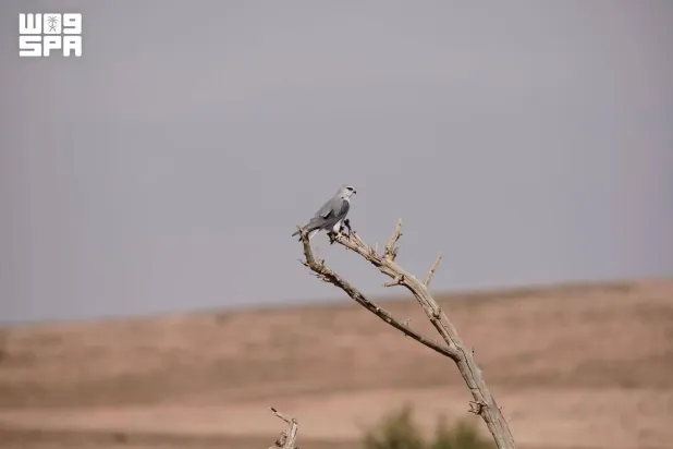 The Black-winged Kite is a bird of prey associated with open habitats that provide suitable nesting trees and reliable food sources. (SPA)