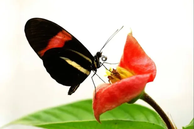 A Heliconius melpomene butterfly feeds on pollen. (Nature Communications)