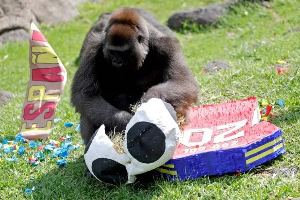 A Lowland gorilla plays during an environmental enrichment activity, predicting the outcome of the Spain vs. Uruguay FIFA World Cup football match, with Uruguay winning, at the Guadalajara Zoo in Guadalajara, Jalisco, Mexico, on June 5, 2026. (Photo by ULISES RUIZ / AFP)