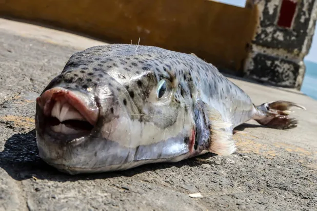 A silver-cheeked toadfish placed on the ground after being caught by fishermen on the southern island of Crete, Greece, Monday, June 22, 2015. (InTime News via AP) 
