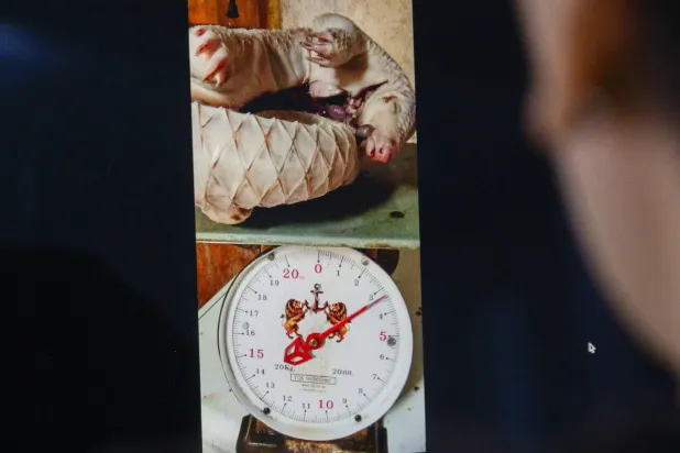A Facebook post offering a dead pangolin curled up on a weighing scale for sale. STR / AFP
