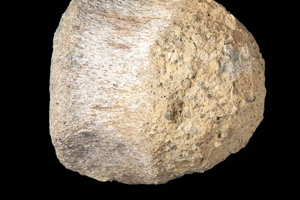 This image provided by the Natural History Museum shows a fossil found in Antarctica that belongs to a group of dinosaurs called titanosaurs. (Natural History Museum via AP)